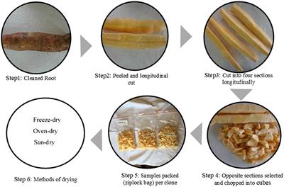 Elite cassava clones (Manihot esculenta) grown in Zambia: effects of drying techniques on their chemical, functional, and pasting properties